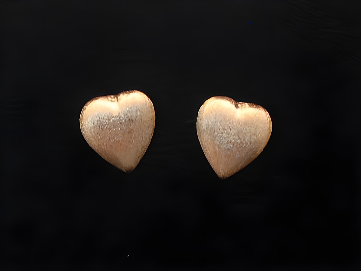 Ohrringe Herz - Gold 333 - weiblich, Hersteller Juwelier Harnisch, Herz Ohrringe aus hochwertigem Gold mit feiner Oberfläche, ideal für jeden Anlass.