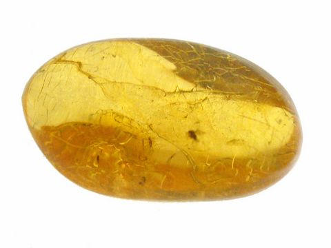 Bernstein mit zwei eingeschlossenen Mücken, hergestellt von Juwelier Harnisch. Das Sammlerstück besticht durch seine goldene Farbe und die besondere Einschluss-Optik.
