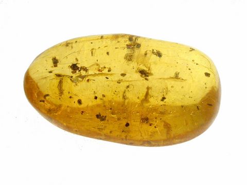 Bernstein mit Mücken und einer halben Spinne eingebettet im Moos, Sammlerstück von Juwelier Harnisch, hochwertige Bernsteine, perfekt für Liebhaber und Freunde der Natur.