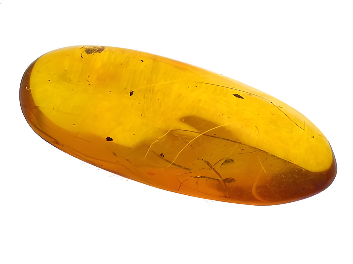 Bernstein Ameise als AMBER Sammlerstück, hergestellt von Juwelier Harnisch. Der Bernstein zeigt eine warme, goldene Farbe mit feinen Einschlüssen und einer glatten Oberfläche.