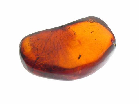 Bernstein Wespe AMBER Sammlerstück von Juwelier Harnisch, ein attraktiver, glatter, orangefarbener Bernsteinstein mit charakteristischen Einschlüsse und natürlicher Form.