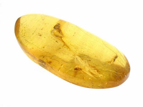 Bernstein Springschwanz mit zwei eingefangenen Staubläusen, Sammlerstück des Juwelier Harnisch, besonderes Exemplar aus echtem Bernstein, ideal für Sammler und Naturfreunde.