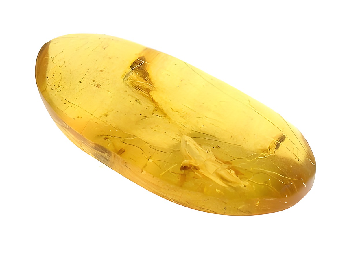 Bernstein Springschwanz mit zwei eingefangenen Staubläusen, Sammlerstück des Juwelier Harnisch, besonderes Exemplar aus echtem Bernstein, ideal für Sammler und Naturfreunde.