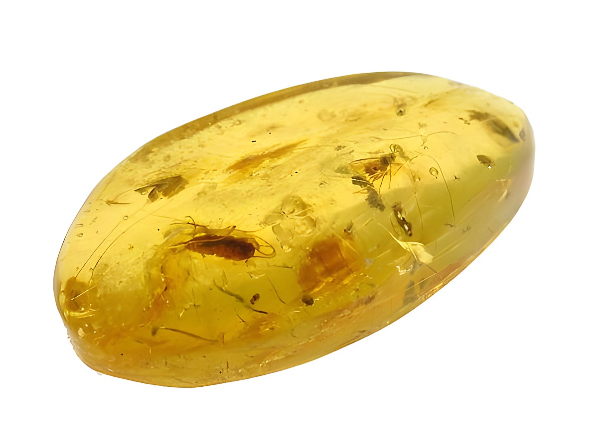 Ein Bernstein-Schabenlarve und eine Wespe sind in einem hochwertigen Amber-Sammlerstück eingeschlossen, hergestellt von Juwelier Harnisch, mit natürlichen Einschlüssen sichtbar.
