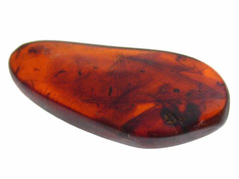 Bernstein mit Einschlüssen von Ameisen, Termitenflügeln und Mücken, leuchtende rote-orange Farbe, glatt geschliffen, ideal für Schmuckstücke von Juwelier Harnisch.