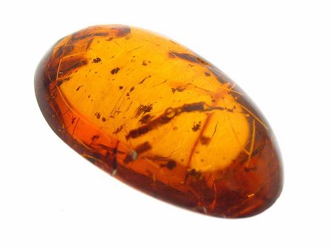 Bernstein Holzkäfer und Fliege eingeschlossen in einem hochwertigen Amber Sammlerstück, hergestellt von Juwelier Harnisch. Ein einzigartiges und faszinierendes Naturprodukt.
