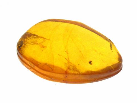 Bernstein Holzkäfer AMBER Sammlerstück von Juwelier Harnisch, leuchtender Bernstein mit natürlichen Einschlüssen, warmes Gelbton, perfektes Dekorationsobjekt oder Geschenkidee.