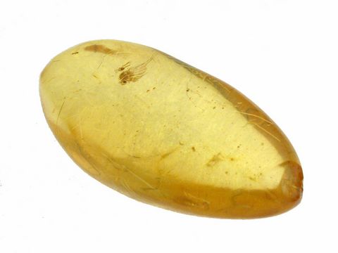 Bernstein mit Einslüssen von Wespen und Fliegen, ein Sammlerstück des Herstellers Juwelier Harnisch, außergewöhnliche Farbnuancen und natürliche Einschlüssen zeichnen dieses Unikat aus.