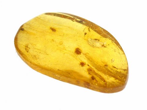 Bernstein mit einer Miniwespe und Zikade, edles Sammlerstück des Herstellers Juwelier Harnisch, schimmernder Bernstein in warmen Gelbtönen, ideal für Sammler und Liebhaber.