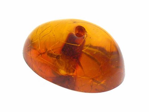 Bernstein mit eingeschlossenen Fransenflügler, Holzkäfer und Termiten, hochwertiges Stück von Juwelier Harnisch, perfekt für Sammler und Liebhaber von Naturstein.
