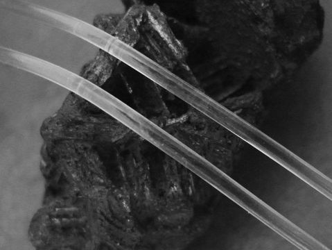 Transparente Silikonbänder von 19 cm und 3 mm mit einem silbernen Karabiner des Herstellers Juwelier Harnisch, angeordnet auf einem kontrastierenden Untergrund.