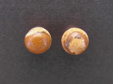 Silber Ohrringe mit Achat braun Kugeln von 6,5 mm, Hersteller Juwelier Harnisch, elegant und zeitlos, ideal für jeden Anlass.